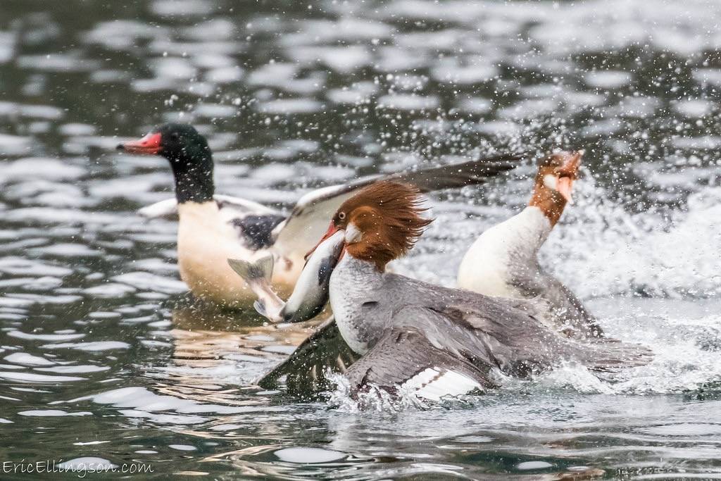 Common Merganser by esellingson is licensed under CC BY-NC-ND 2.0